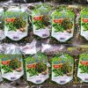 Đậu Hà Lan nguyên vị